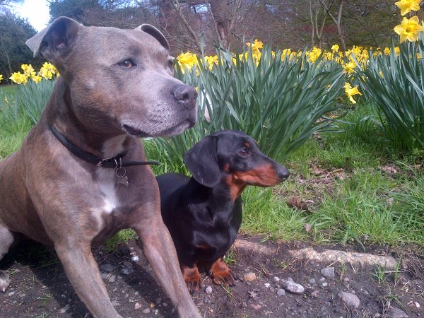 WIMBLEDON VILLAGE DOG WALKERS
