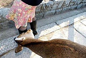 WIMBLEDON VILLAGE DOG WALKERS - 