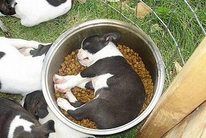 WIMBLEDON VILLAGE DOG WALKERS - 