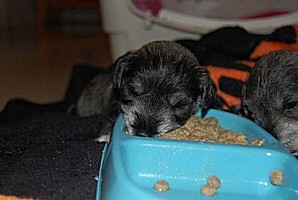 WIMBLEDON VILLAGE DOG WALKERS - 