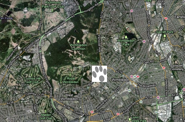 WIMBLEDON VILLAGE DOG WALKERS - GOOGLE MAPS
