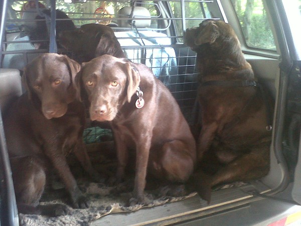 WIMBLEDON VILLAGE DOG WALKERS - Chocolate Labradors