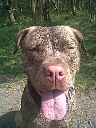 WIMBLEDON VILLAGE DOG WALKERS - 
