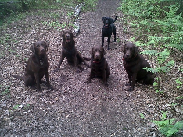 WIMBLEDON VILLAGE DOG WALKERS - Chocolate Labradors
