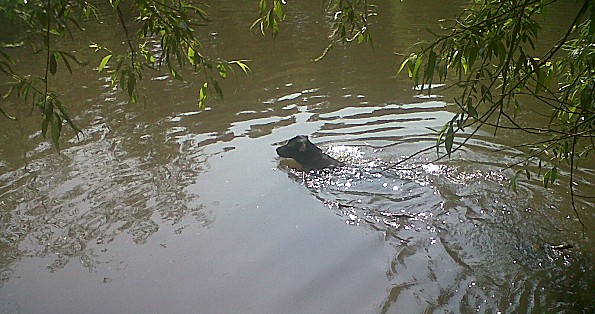 WIMBLEDON VILLAGE DOG WALKERS - Chocolate Labrador