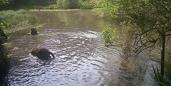 WIMBLEDON VILLAGE DOG WALKERS - Chocolate Labradors