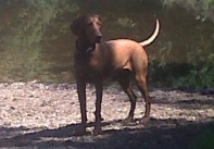 WIMBLEDON VILLAGE DOG WALKERS - 