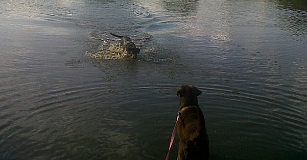 WIMBLEDON VILLAGE DOG WALKERS - Chocolate Labradors