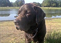 WIMBLEDON VILLAGE DOG WALKERS - Chocolate Labrador